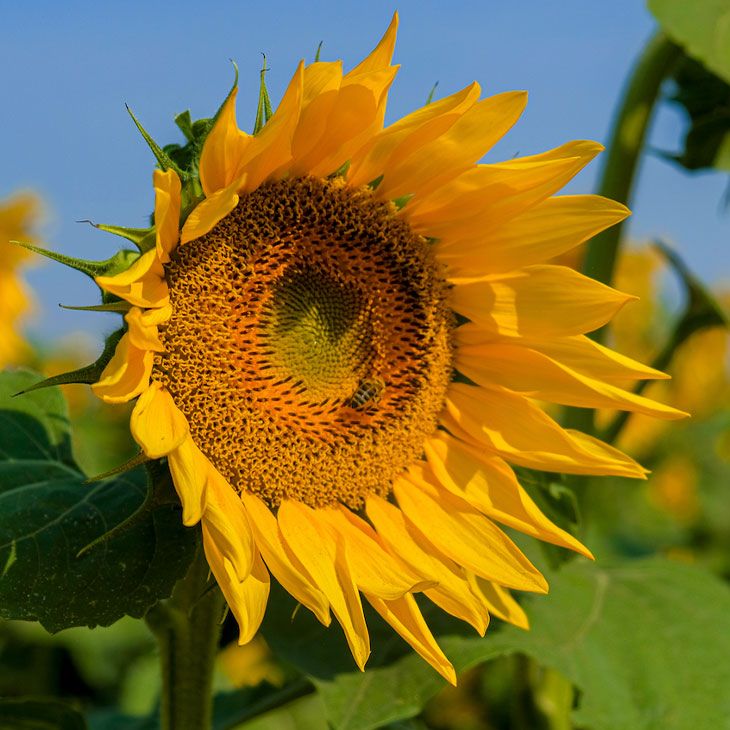 Bio Sonnenblumenöl kaltgepresst